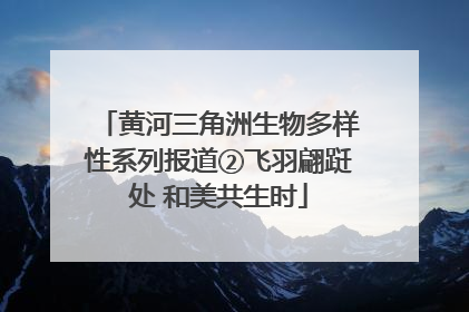 黄河三角洲生物多样性系列报道②飞羽翩跹处 和美共生时