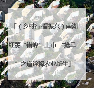 （乡村行·看振兴）南湖红菱“错峰”上市 “抢早”之道诠释农业新生