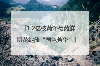 1.2亿枝菏泽芍药鲜切花绽放“国色芳华”